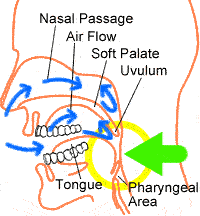 Sleep Apnea